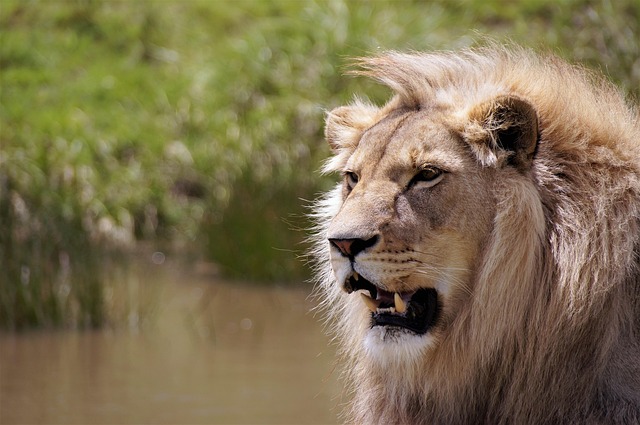 Best Time to Visit Kenya: A Month-by-Month Safari Calendar